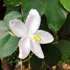 Bauhinia acuminata