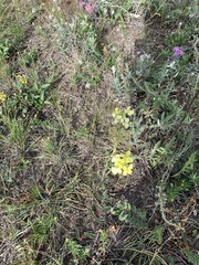 Erysimum flavum