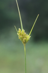 Cyperus houghtonii