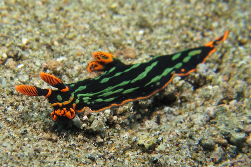 Nembrotha kubaryana