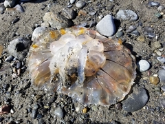 Chrysaora melanaster