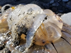 Chrysaora melanaster