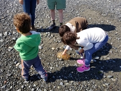 Chrysaora melanaster