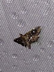 Diathrausta harlequinalis