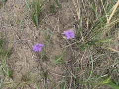 Scabiosa comosa