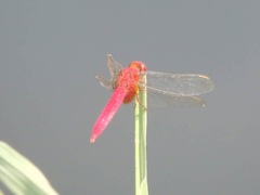 Crocothemis servilia mariannae