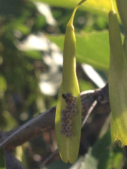 Scelionidae