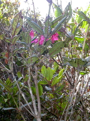 Rhododendron rugosum