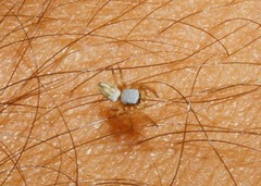 Heliophanus equester