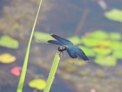 Rhyothemis fuliginosa