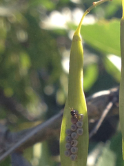 Scelionidae