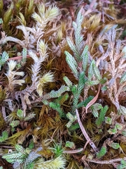 Selaginella wallacei image