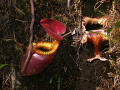 Nepenthes villosa