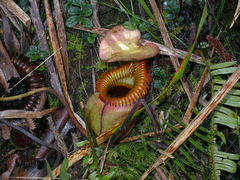 Nepenthes villosa
