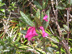Rhododendron rugosum