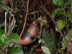Nepenthes villosa