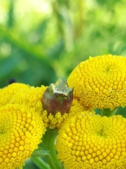 Rhopalomyia tanaceticola