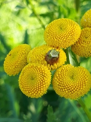 Rhopalomyia tanaceticola