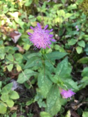 Knautia dipsacifolia