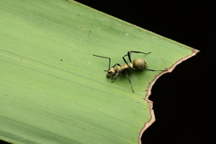 Polyrhachis cupreata