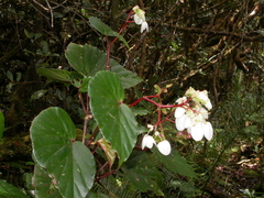 Begonia burbidgei
