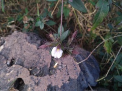 Blepharis maderaspatensis