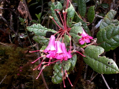 Rhododendron rugosum