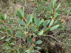 Leptospermum coriaceum