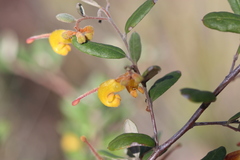 Grevillea chrysophaea