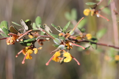 Grevillea chrysophaea