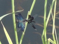 Rhyothemis fuliginosa