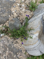 Scutellaria scordifolia