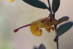 Grevillea chrysophaea