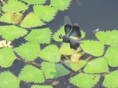 Rhyothemis fuliginosa