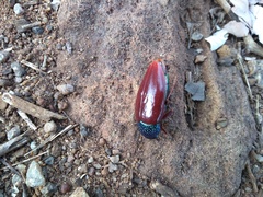 Sternocera chrysis