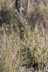 Grevillea chrysophaea