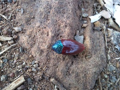 Sternocera chrysis