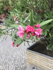 Nerium oleander