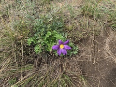 Pulsatilla ambigua