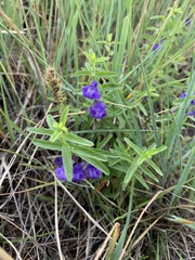 Scutellaria scordifolia