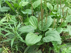 Plantago major