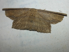 Phalacra vidhisara