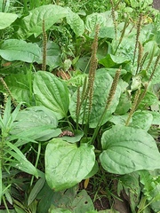 Plantago major