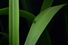 Polyrhachis cleopatra