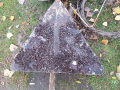 Dreissena