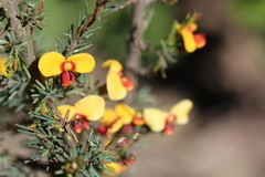 Dillwynia ramosissima