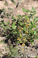 Dillwynia ramosissima