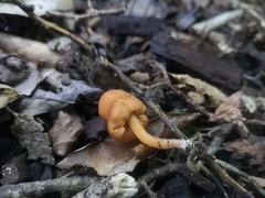 Macrocystidia reducta