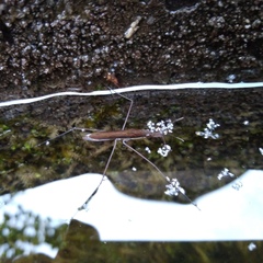 Limnoporus rufoscutellatus