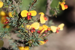 Dillwynia ramosissima